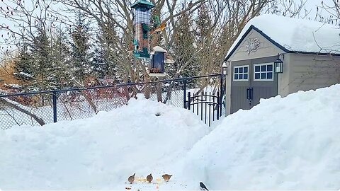 🔴 Live Cam Bird Feeder - Winter Snowy Countryside Backyard Birds, Squirrels and Rabbit watching