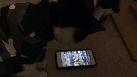 Even Kitties Enjoy Technology Post-Surgery (Cats: Millie & Mozzie)