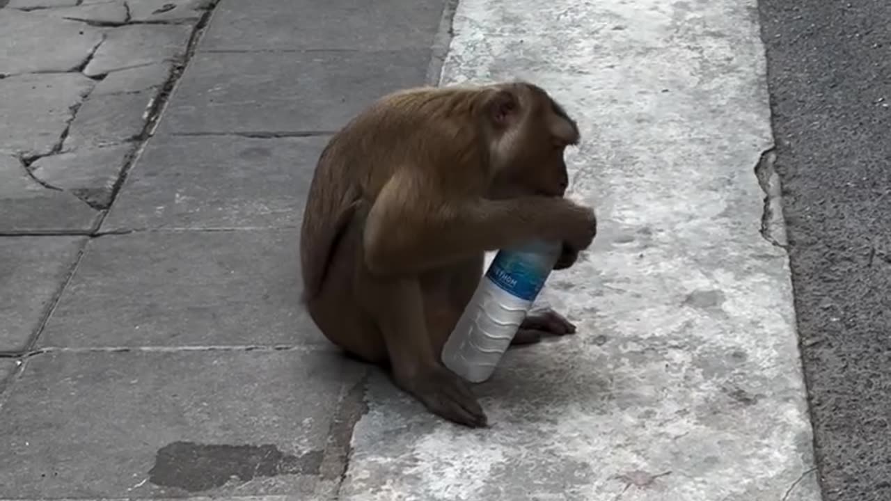 Funny (animals) 🥤🐒😂😂😆