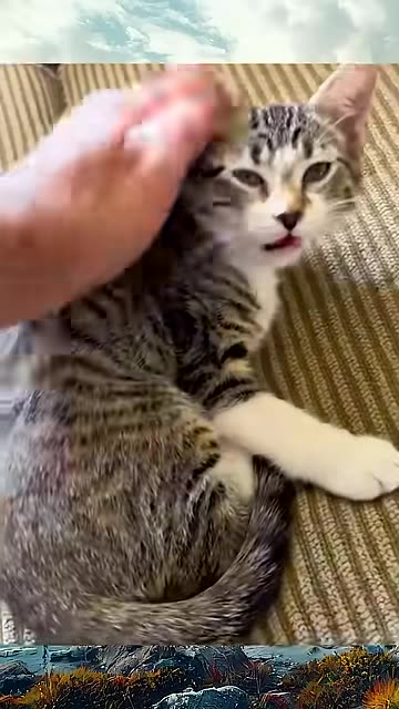 Cats are simply the funniest😸