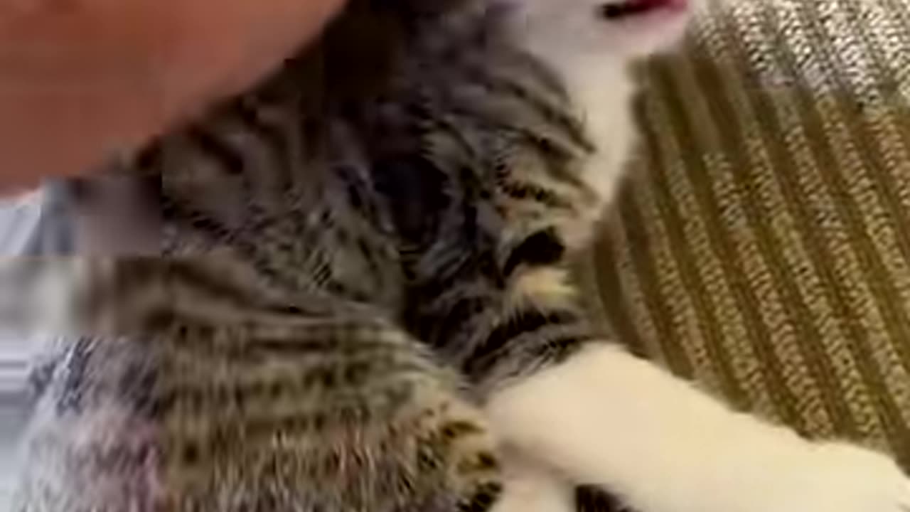 Cats are simply the funniest😸
