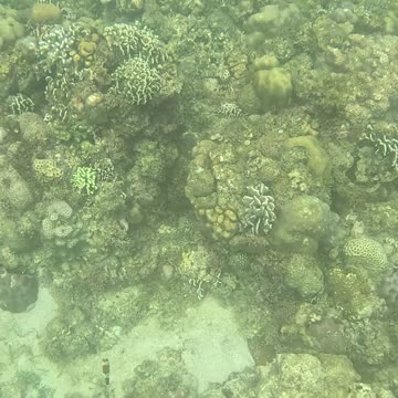 Afternoon Snorkeling
