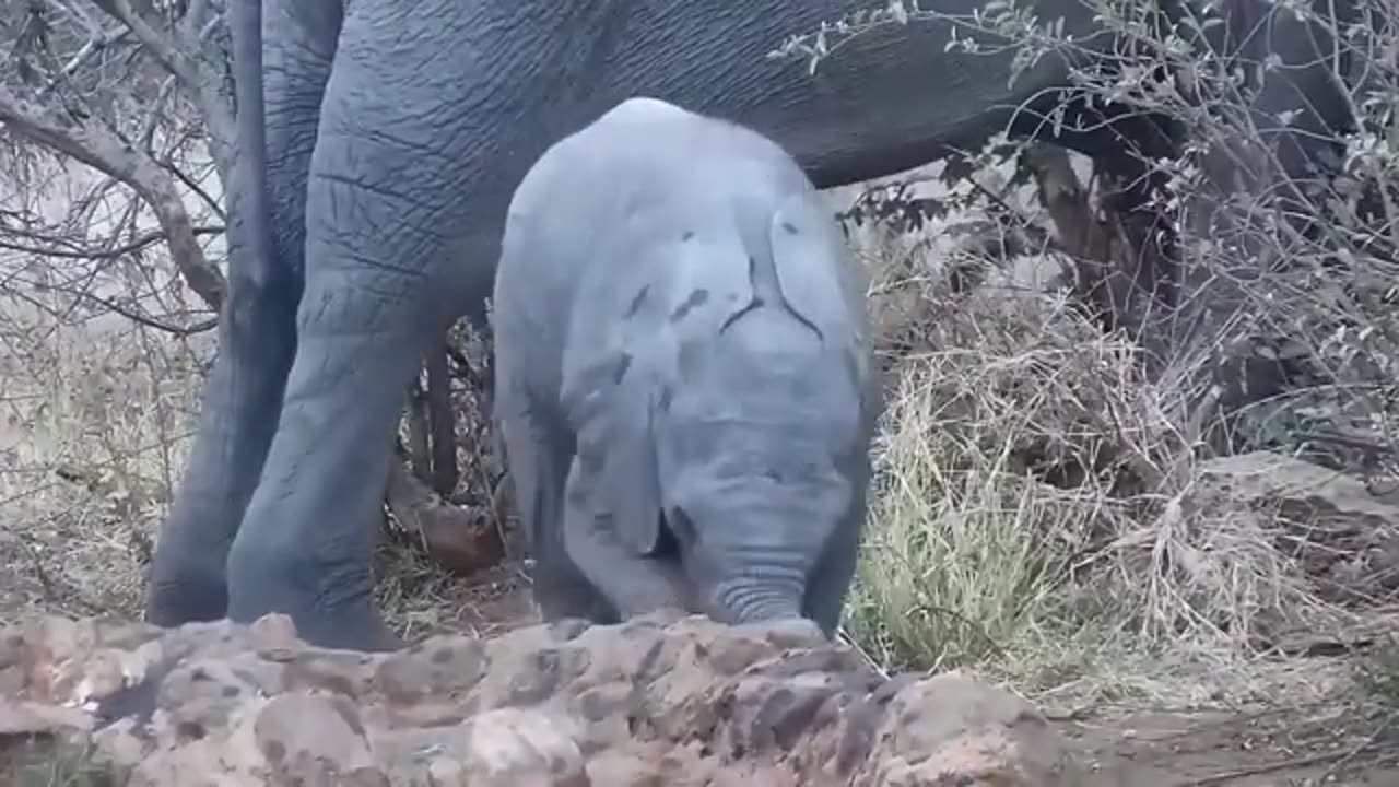 Baby elephant plays to control their trunks!