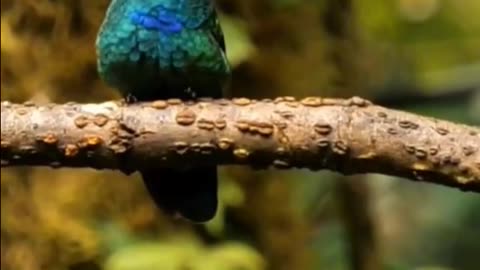 Fascinating Hummingbird Facts: Discover All About the World’s Smallest Birds! #hummingbird #birds