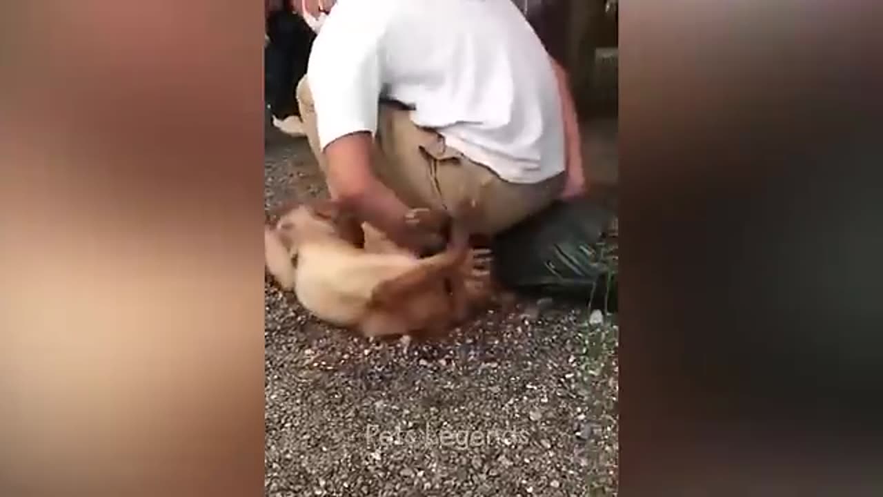 Funniest Animals 2025 😂 New Funny Cats and Dogs Videos 😻🐶