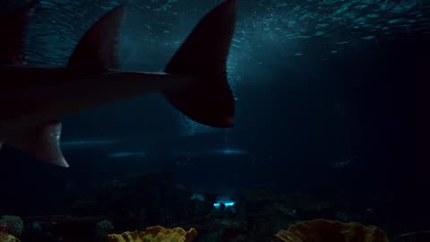 Underwater Ocean Sounds • Dark Aquarium Ambience