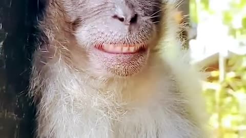 Monkey cute smile || funny video