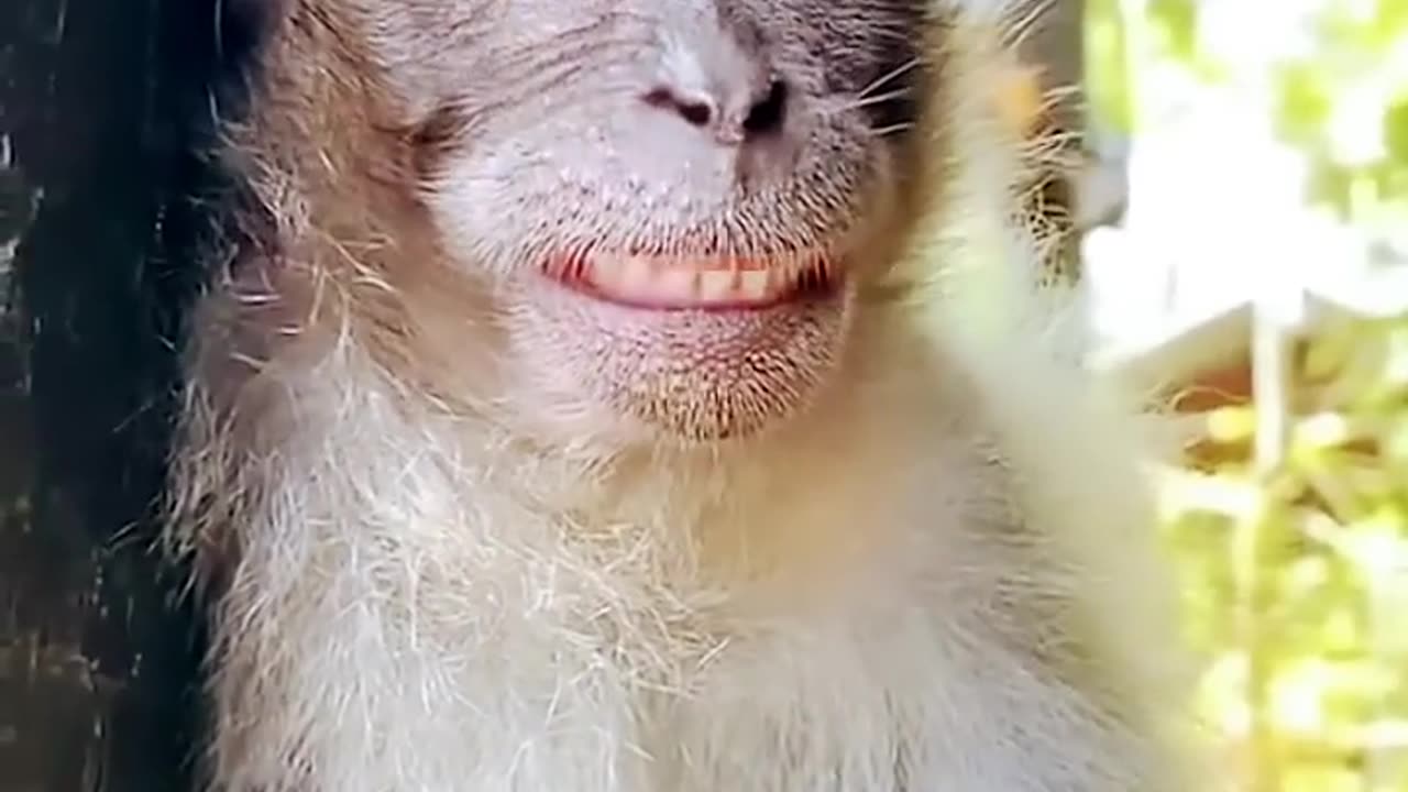 Monkey cute smile || funny video