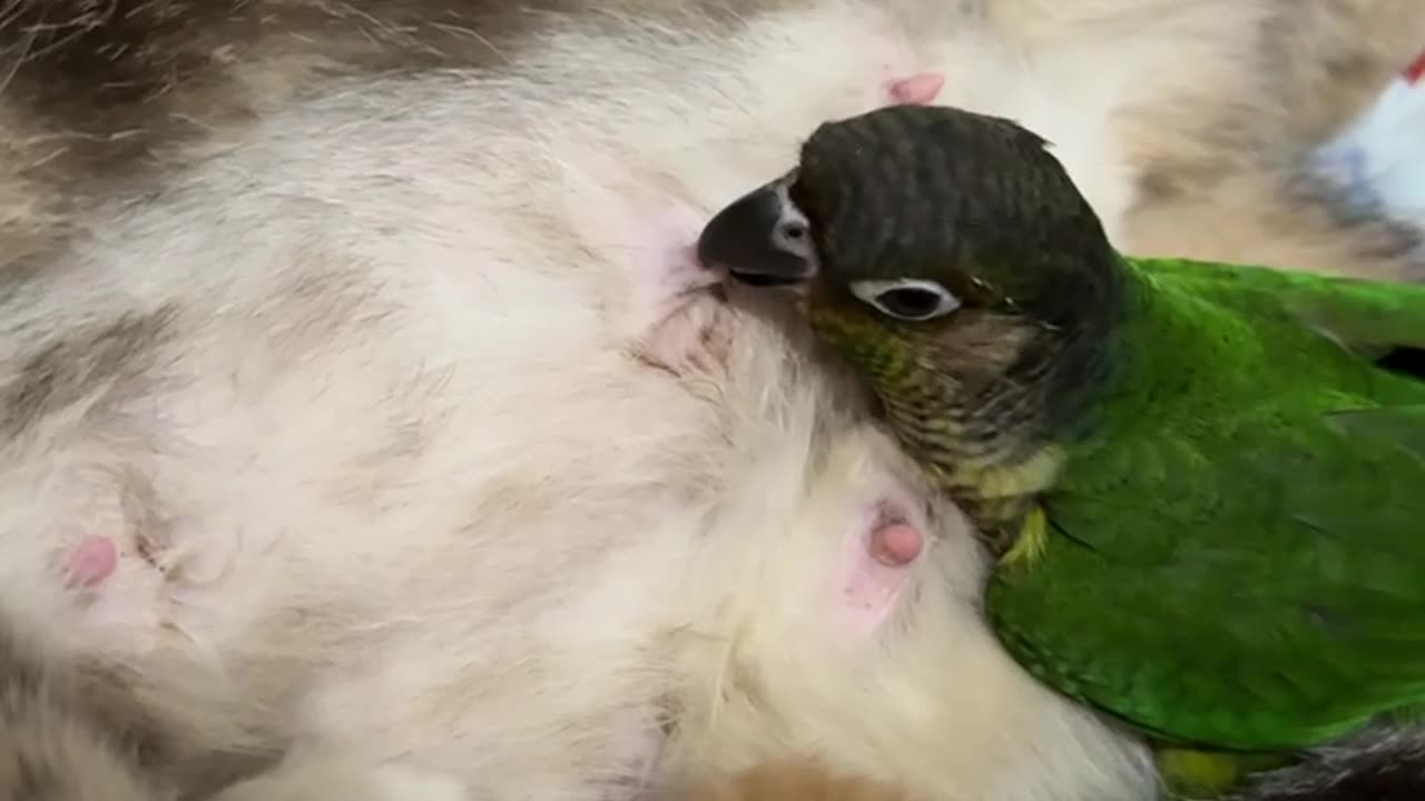 Parrot Nips At Nursing Cat