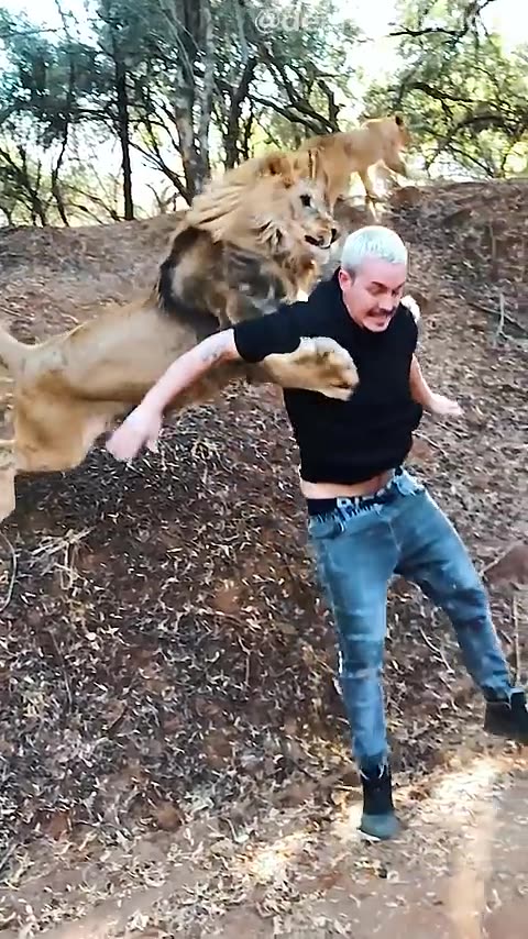 🙀 Who else has the courage and skill to interact with a lion like this?