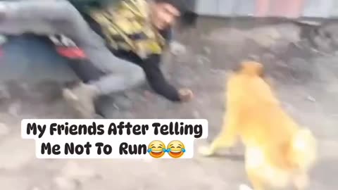 Funny dog playing with humans 😂