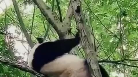 🐼 panda funny video|Entertainment|Funn|enjoy|panda video|animal video