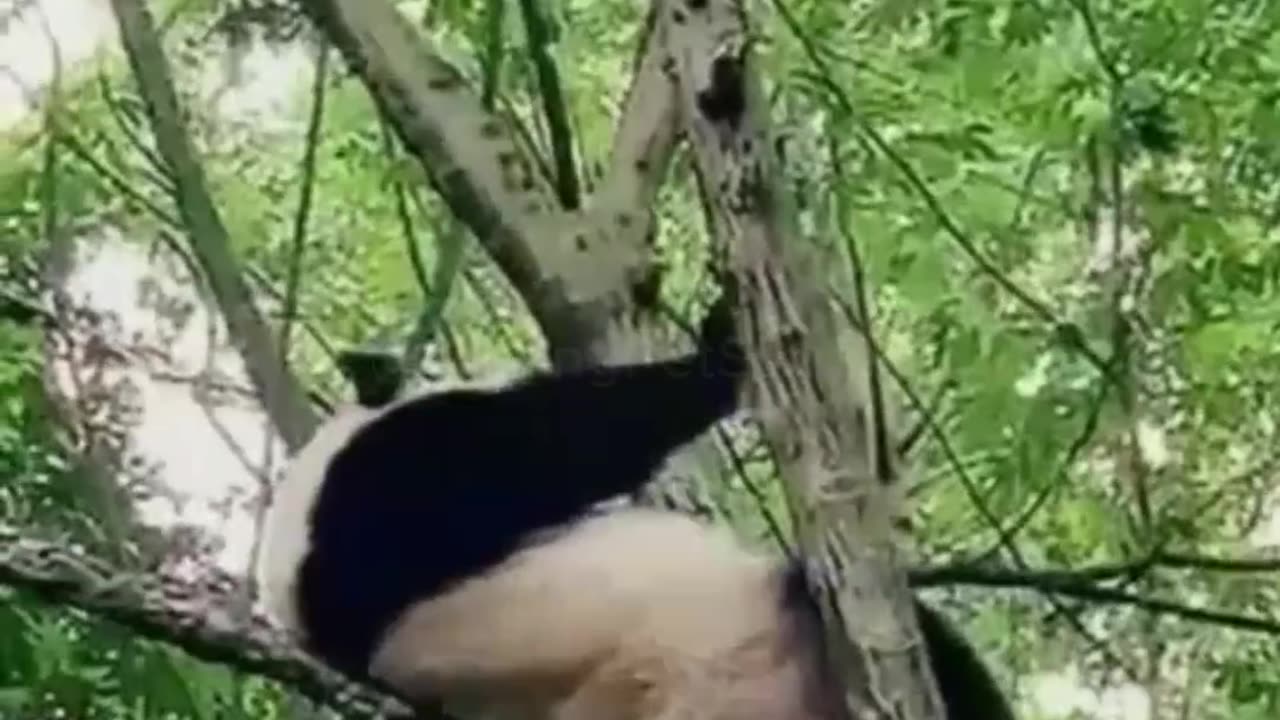 🐼 panda funny video|Entertainment|Funn|enjoy|panda video|animal video