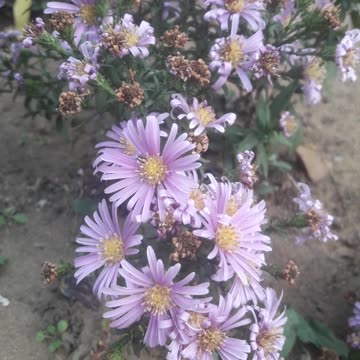 Autumn flower arrangement