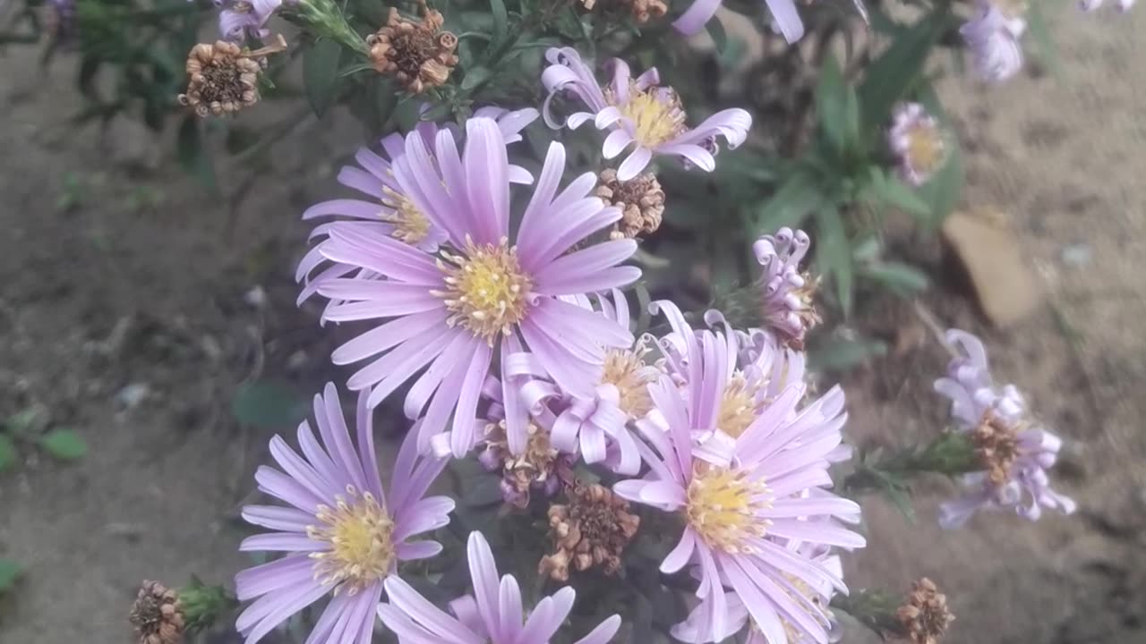 Autumn flower arrangement