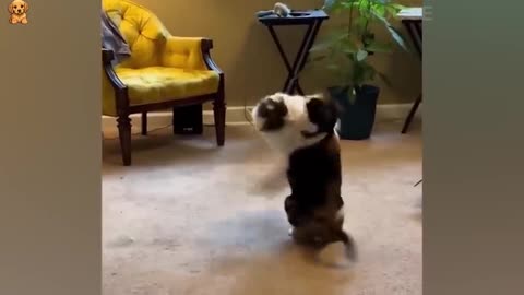 Funny Dog and Cat Compilation