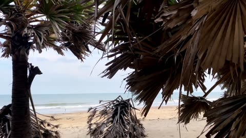 beautyfull palm cinematic on beach 60fps