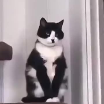 Formal training for the parrot monitored by the cats.mp4