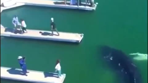 Footage of a baby humpback whale swimming in Marina