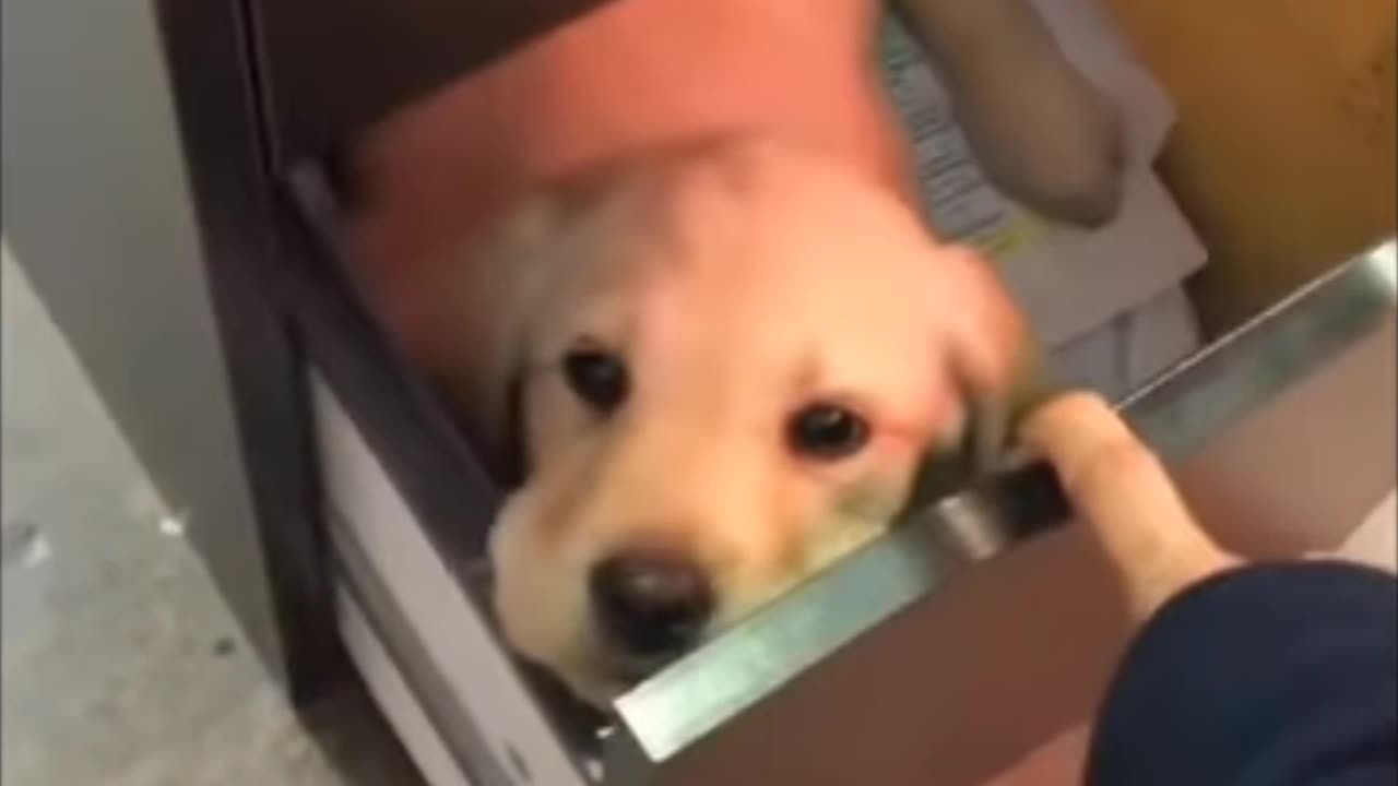 Dog very funny moments video 🧐🙂😀👌