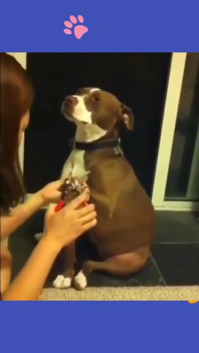 Try not to laugh🤣 Funny animals😹‖ _shorts