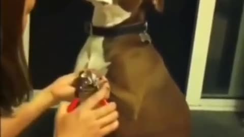Try not to laugh🤣 Funny animals😹‖ _shorts