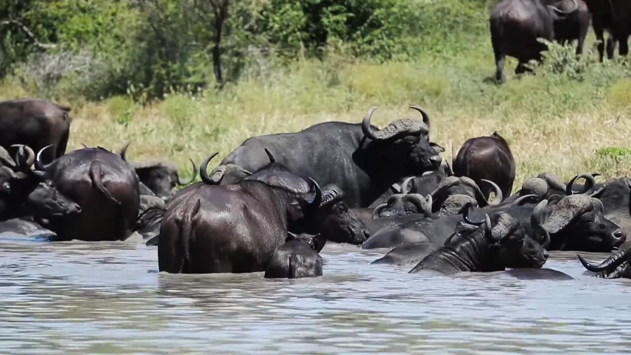 Buffalo in Water Copyright Free Animal Videos