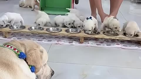 Cute Puppies Eating Meal While Mother Is Guarding Them _cutepuppy _puppy _doglovers