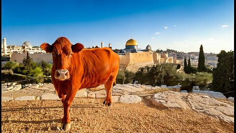 Mystery of the Red Heifer | Mondo Gonzales