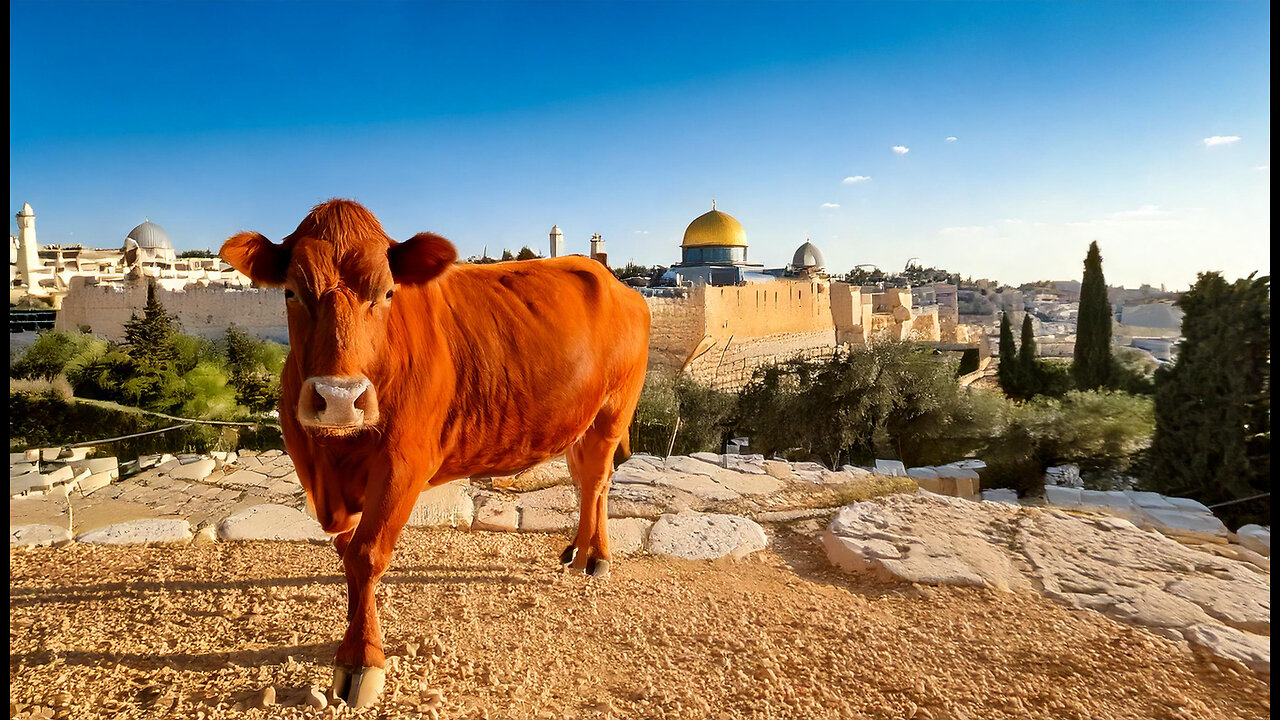 Mystery of the Red Heifer | Mondo Gonzales