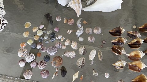Beach Finds 2/16/25 & 2/18/25 | 4K