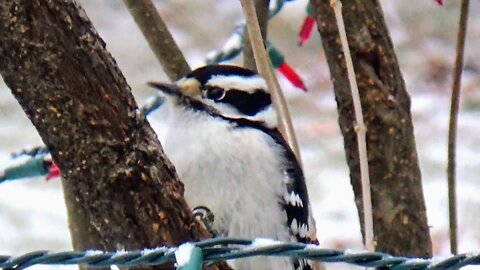 Downy Woodpecker