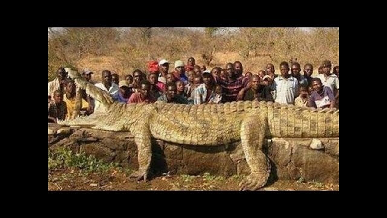 The Biggest Crocodiles Ever Caught