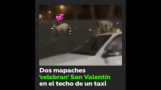 Dos mapaches ‘celebran’ su día de San Valentín en el techo de un taxi