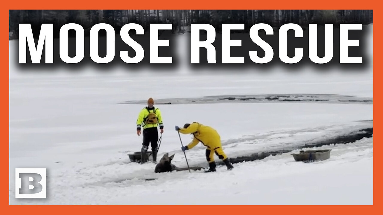 Moose Rescue: Giant Mammal Saved After it Falls Through Ice into Frigid NY Waters