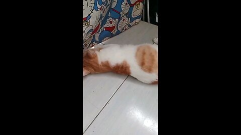 Cute Cate