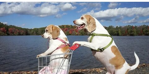 New Funny Cat and Dog Videos🐶🐱 Funniest Animals😂😂