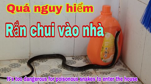 Venomous snakes creep into the house, it's too dangerous