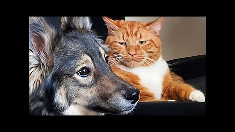 The Funniest Animal Videos of 2025 Funny Dogs and Cats That Will Amaze You