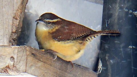 Wren