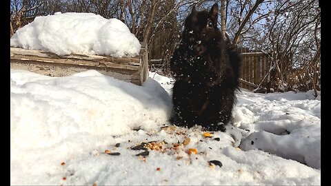 Black squirrel eating sunflower seeds in -30 winter.