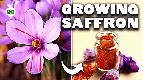 Growing the World's Most Expensive Spice ($5000/kg) | Backyard Saffron From Corms to Harvest