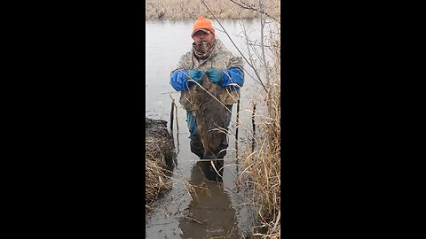 trapping beavers #17-#18 with Hatchet Jack and the mountain man... #beavertrapping, #backwoodslife