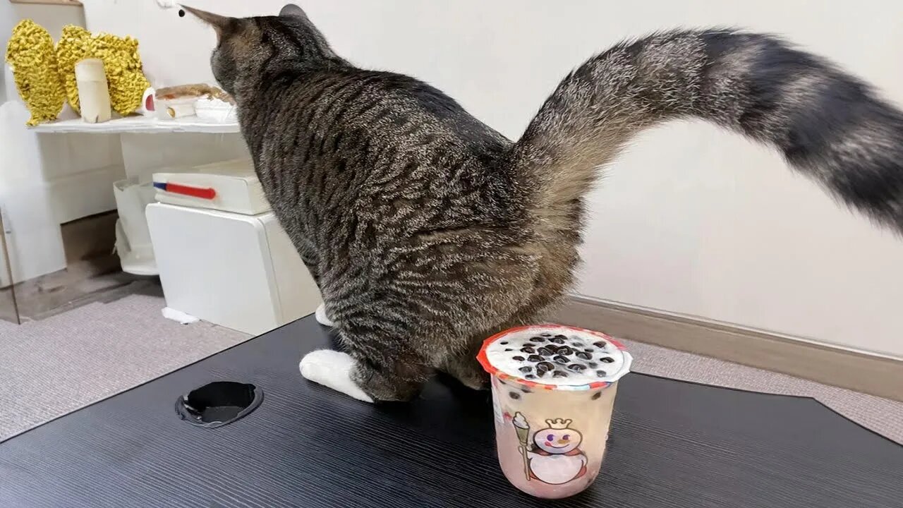New Funny Animals 😂 Funniest Cats and Dogs Videos 😺🐶 Part 143