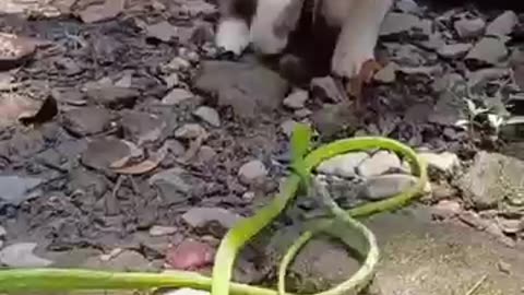 Cats vs Snakes: The Ultimate Survival Duel 🐍🆚🐈😱