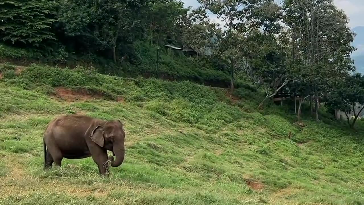 Elephant 🐘