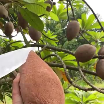 The Forbidden Fruit? This Giant Sapodilla Will Shock You!