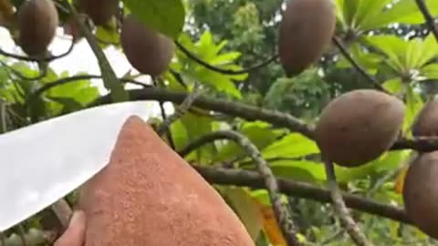 The Forbidden Fruit? This Giant Sapodilla Will Shock You!