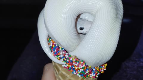 Snake Cosplays As Ice Cream Cone