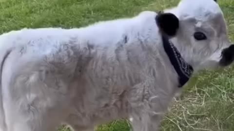 Granny's Kids On The Farm